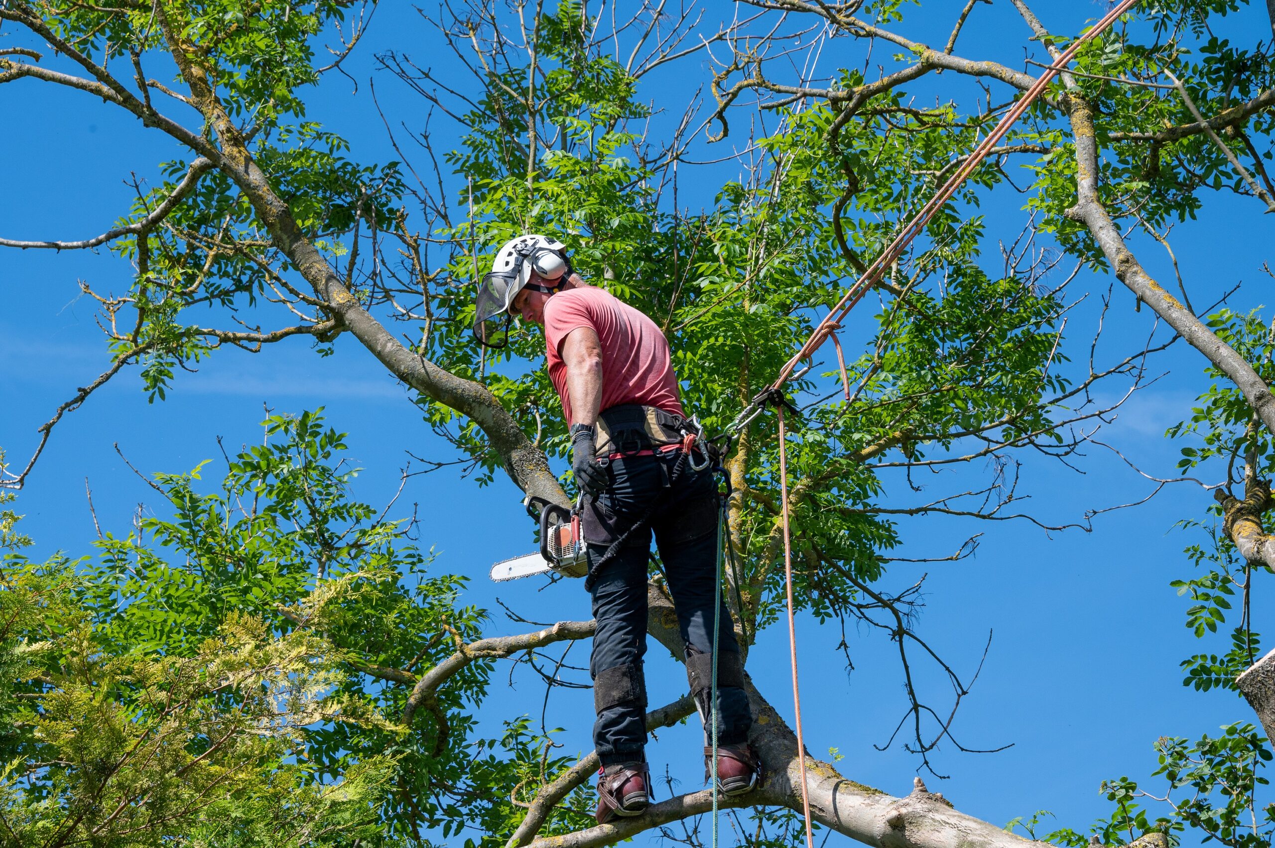 Een man, werkzaam in de groenvoorziening, is aan het werk hoog in een boom.